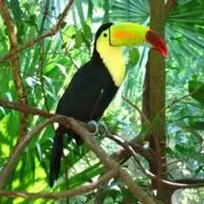 Keel Billed Toucan