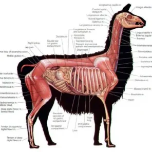 Alpaca vs Llama, What are the Differences??