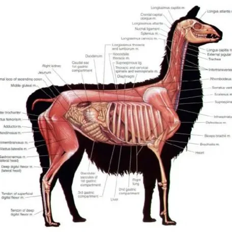 Alpaca vs Llama, What are the Differences