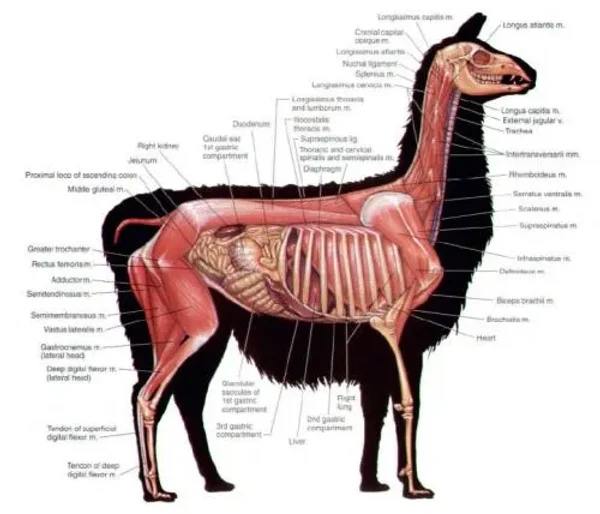 Alpaca vs Llama, What are the Differences
