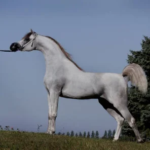 Hariry Al Shaqab