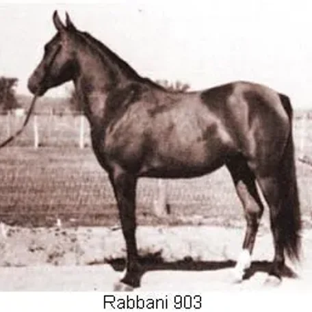 Rabbani