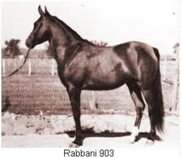 Rabbani