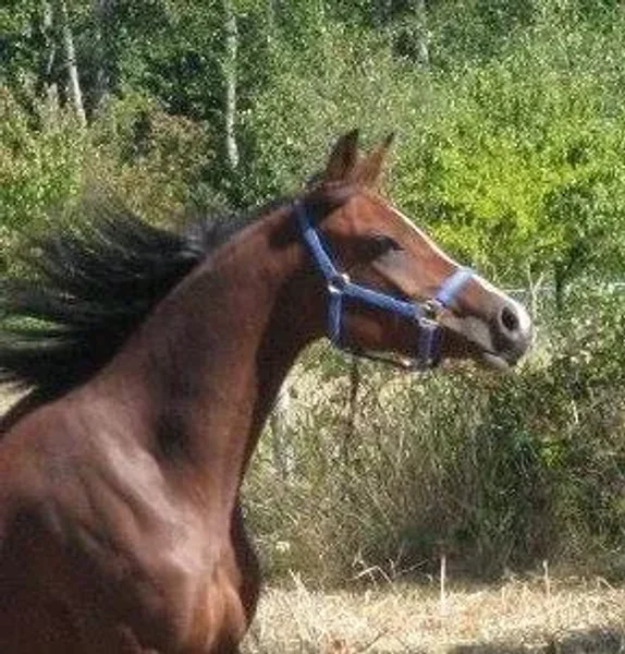 RF Laylah