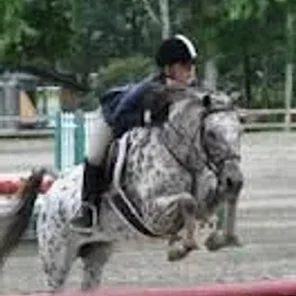 Pony of the Americas
