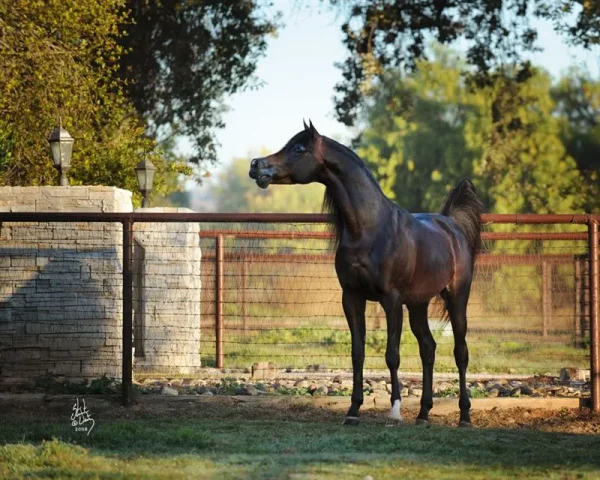 Royal Arabians