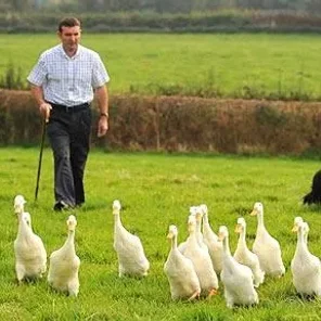 Herding