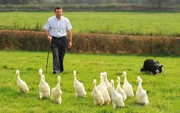 Herding
