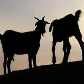 Damani