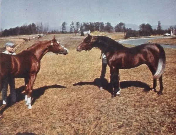 Lewisfield Bold Hawk (left) and Lewisfield Sun God (right)