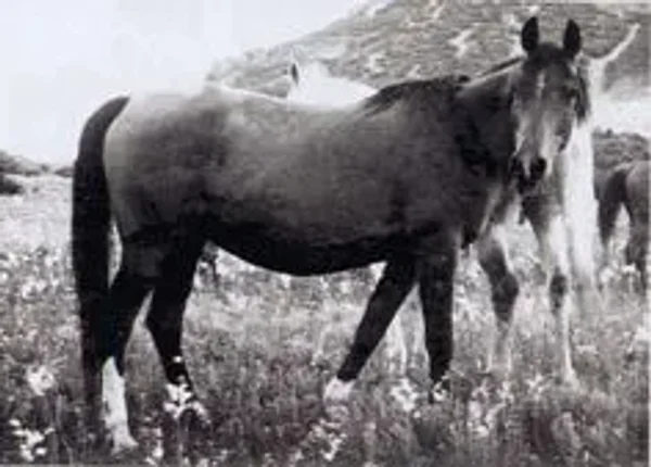 Mammona