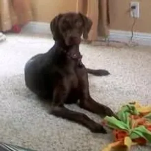 Vizmaraner (Designer Dog)