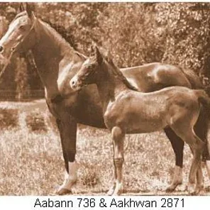 AABANN