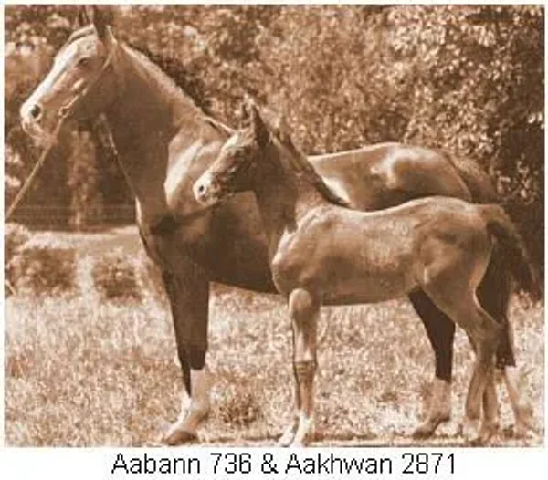 AABANN