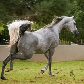Luxemere Livia