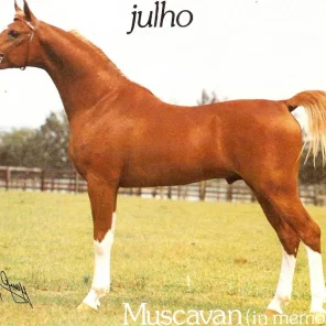 Muscavan