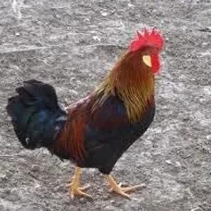 Single Comb Dark Brown Leghorn
