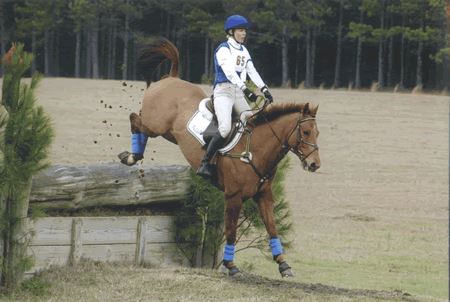 From Race Horse to  Sport Horse