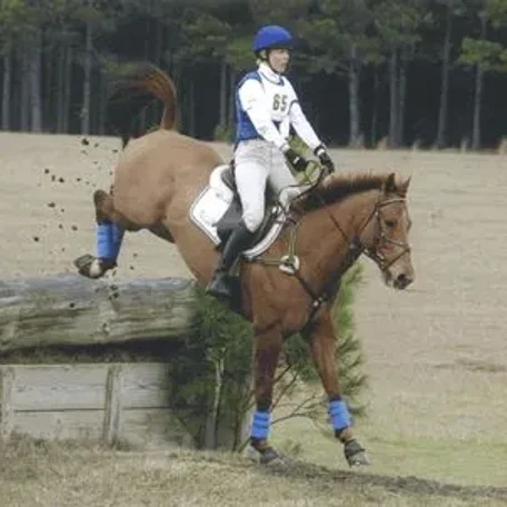 From Race Horse to  Sport Horse