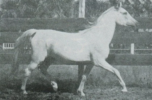 Negma