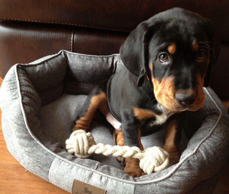 Black and Tan Coonhound