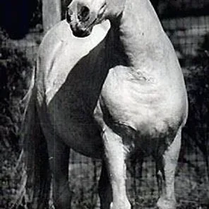 SIRECHO