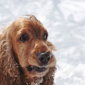 Animals in Winter We Domesticate