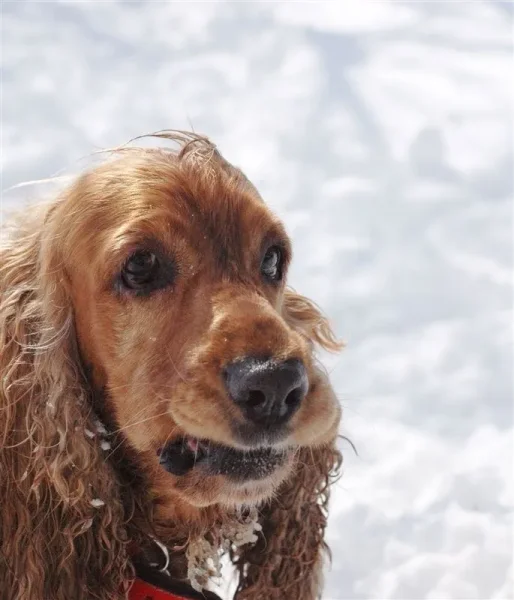 Member pets in Winter