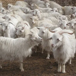 Cashmere Goats