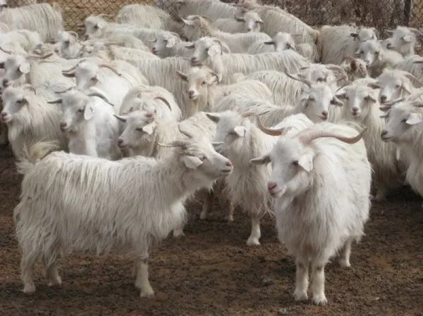 A cashmere goat is any breed of goat that produces cashmere wool, the goat's fine, soft, downy, winter undercoat, in commercial quality and quantity.