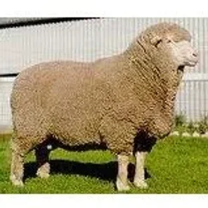 Dohne Merino