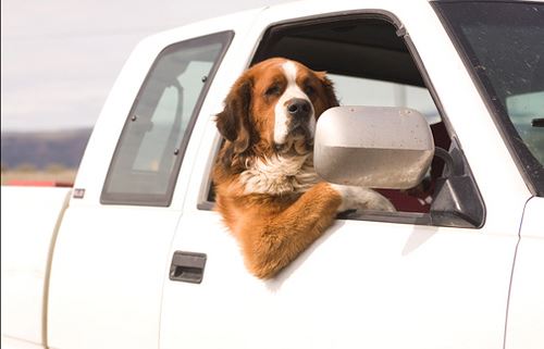 Top 10 Tips for Safe Car Travel With Your Pet