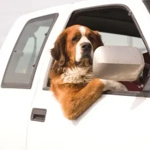 Top 10 Tips for Safe Car Travel With Your Pet