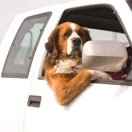 Top 10 Tips for Safe Car Travel With Your Pet