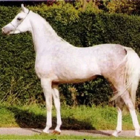 Another photo I found of Crusader.