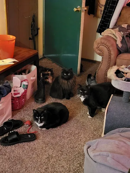 Idaho Dumpster Cats
