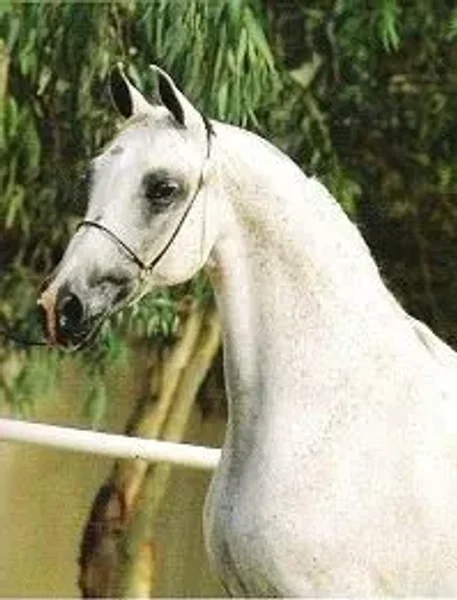 GALI-CROIX