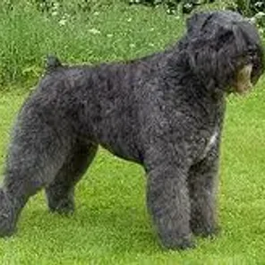 Bouvier des Flandres