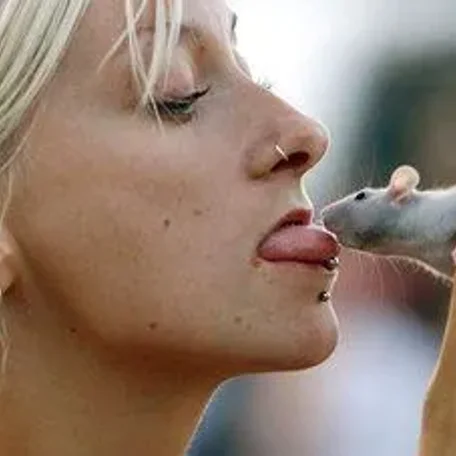 Pet rats may harbour deadly fever