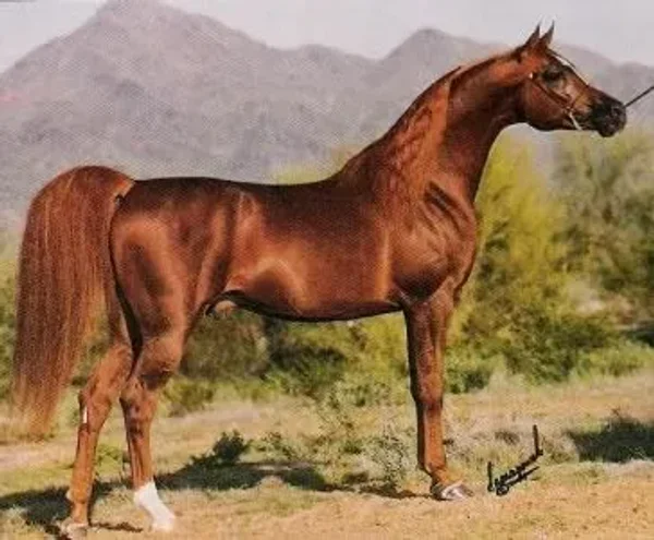 BRONNZ