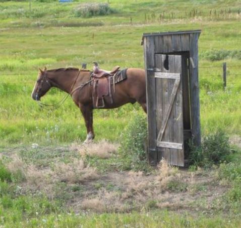 How to Potty Train a Horse