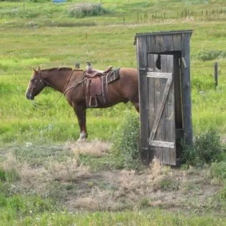 How to Potty Train a Horse