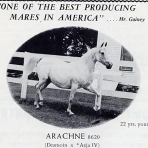 Arachne