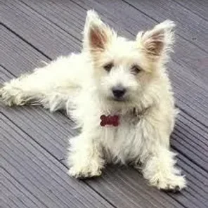 Cairmal (Designer Dog)