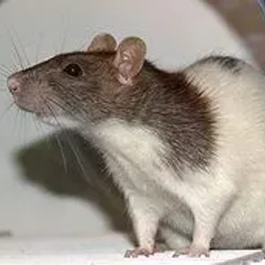 Rat