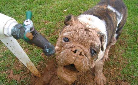 Why Do Dogs Eat Dirt?