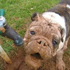 Why Do Dogs Eat Dirt?