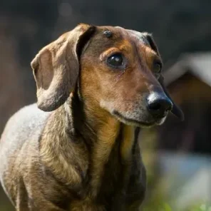 8 Types of Dog Tumors and How to Treat Them Part 2