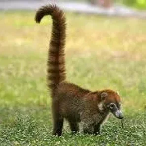 Coati