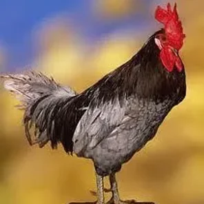 Blue Hen